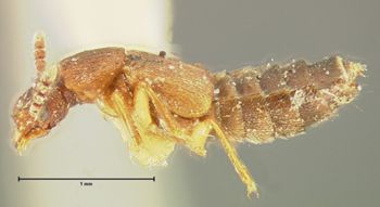 Media type: image;   Entomology 6558 Aspect: habitus lateral view